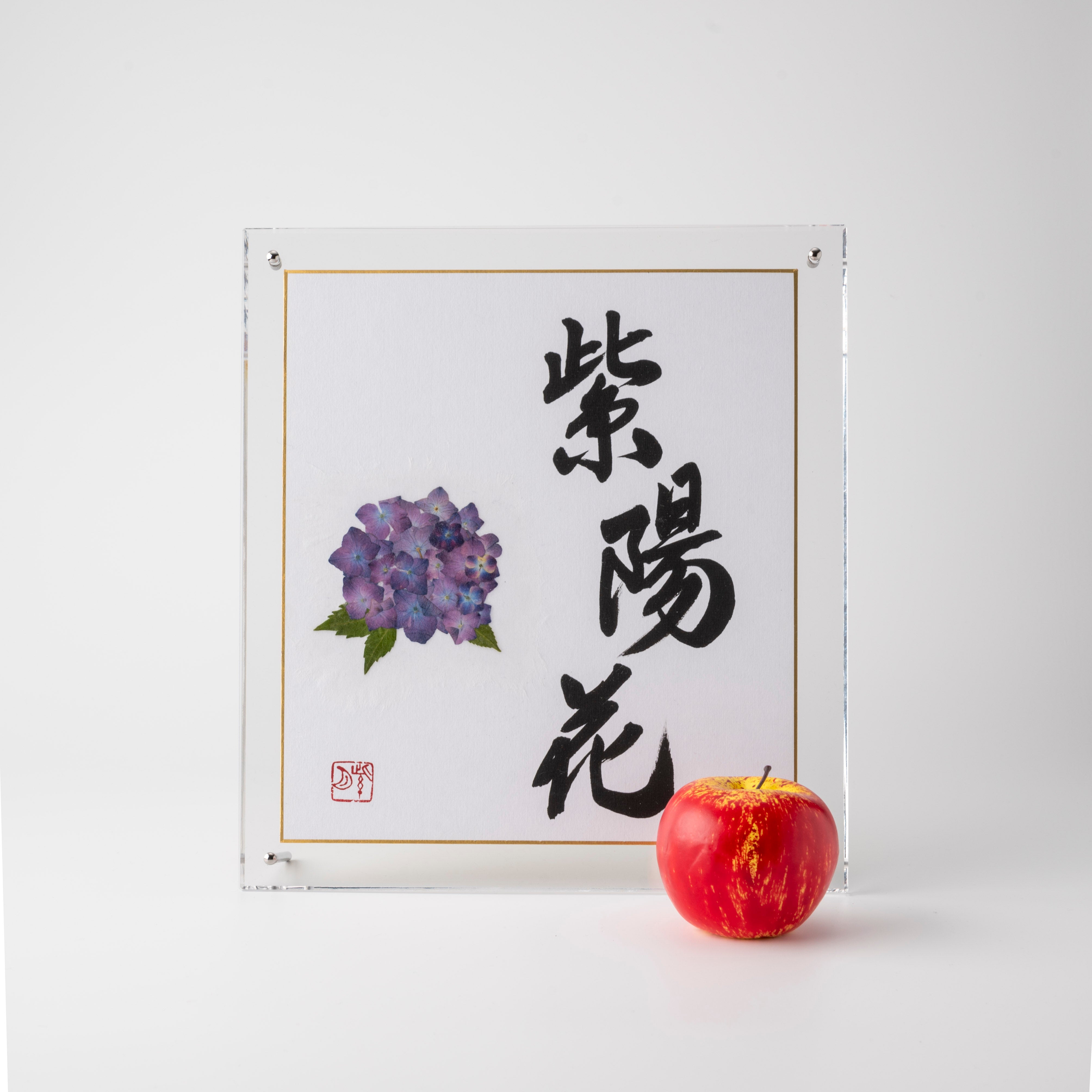 Pressed Flower Ajisai "Hydrangea" in Japanese - Acrylic Clear Frame, Design 2 (Free Shipping)