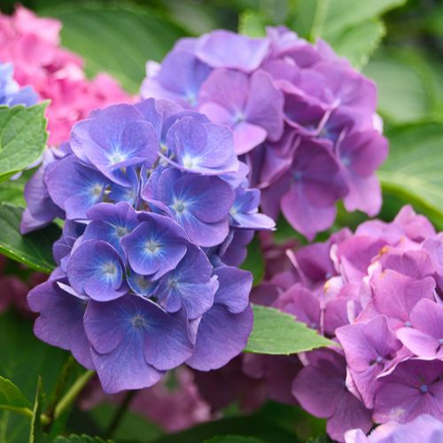 Fleur pressée ajisai "hydrangea" dans le cadre en bois japonais avec tapis bleu, conception 4 (livraison gratuite)