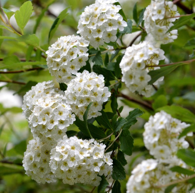 Fleur pressée Kodemari "Reeves Spirea" en japonais - cadre en bois avec tapis bleu, design 2 (livraison gratuite)